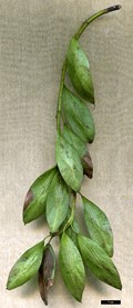 SpeciesSub: subsp. syriaca SpeciesSub: subsp. syriaca